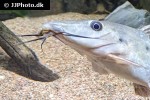 auchenoglanis witttei auchenoglanis witttei