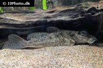 auchenoglanis witttei auchenoglanis witttei