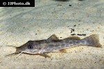 auchenoglanis witttei auchenoglanis witttei