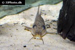 auchenoglanis witttei auchenoglanis witttei