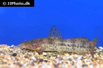notoglanidium macrostoma notoglanidium macrostoma