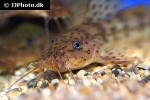 notoglanidium macrostoma notoglanidium macrostoma