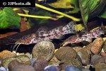 notoglanidium macrostoma notoglanidium macrostoma