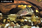 notoglanidium macrostoma notoglanidium macrostoma