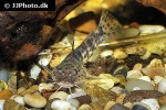 notoglanidium macrostoma notoglanidium macrostoma
