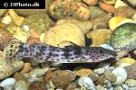 notoglanidium macrostoma notoglanidium macrostoma