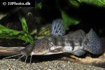 notoglanidium macrostoma notoglanidium macrostoma