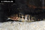 parauchenoglanis monkei parauchenoglanis monkei
