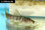 parauchenoglanis punctatus parauchenoglanis punctatus