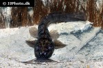 parauchenoglanis punctatus parauchenoglanis punctatus