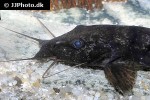 parauchenoglanis punctatus parauchenoglanis punctatus