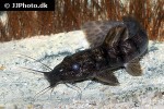 parauchenoglanis punctatus parauchenoglanis punctatus