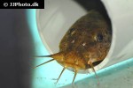 parauchenoglanis punctatus parauchenoglanis punctatus