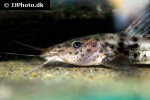 parauchenoglanis punctatus parauchenoglanis punctatus