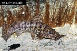 parauchenoglanis punctatus parauchenoglanis punctatus