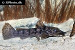 parauchenoglanis punctatus parauchenoglanis punctatus