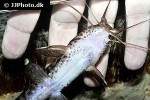 parauchenoglanis punctatus parauchenoglanis punctatus