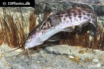 parauchenoglanis punctatus parauchenoglanis punctatus