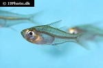 ambassis gymnocephalus