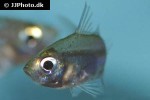 ambassis gymnocephalus