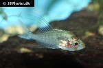 gymnochanda filamentosa gymnochanda filamentosa