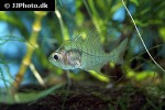 gymnochanda filamentosa gymnochanda filamentosa