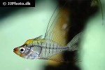 gymnochanda filamentosa gymnochanda filamentosa
