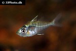 gymnochanda filamentosa gymnochanda filamentosa