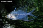 gymnochanda filamentosa gymnochanda filamentosa