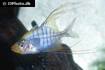 gymnochanda filamentosa gymnochanda filamentosa