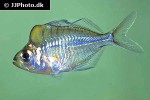 parambassis pulcinella parambassis pulcinella