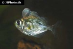 parambassis pulcinella parambassis pulcinella