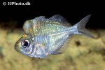 parambassis pulcinella parambassis pulcinella