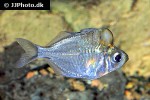 parambassis pulcinella parambassis pulcinella