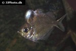 parambassis pulcinella parambassis pulcinella