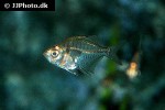 parambassis siamensis parambassis siamensis