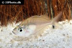 parambassis siamensis parambassis siamensis
