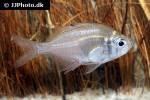 parambassis siamensis parambassis siamensis