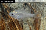 parambassis siamensis parambassis siamensis