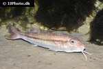 mullus surmuletus mullus surmuletus
