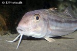 mullus surmuletus mullus surmuletus