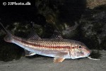 mullus surmuletus mullus surmuletus