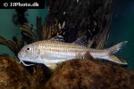 mullus surmuletus mullus surmuletus
