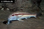 mullus surmuletus mullus surmuletus