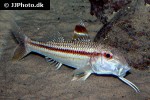 mullus surmuletus mullus surmuletus