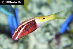 parupeneus barberinoides parupeneus barberinoides
