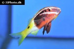 parupeneus barberinoides parupeneus barberinoides