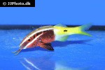 parupeneus barberinoides parupeneus barberinoides