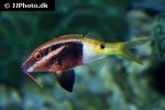 parupeneus barberinoides parupeneus barberinoides