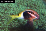 parupeneus barberinoides parupeneus barberinoides